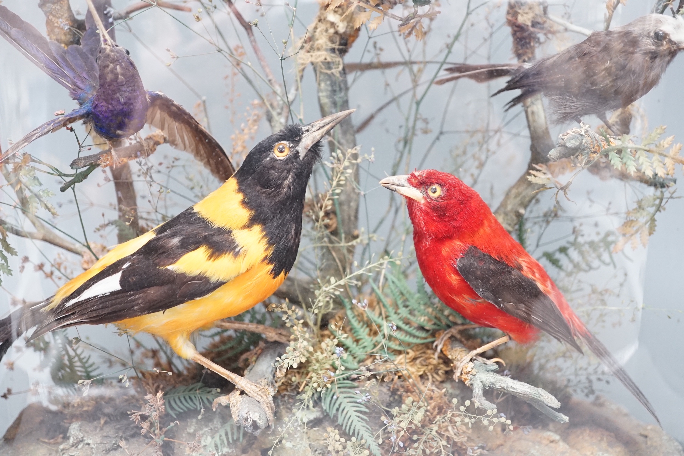 A 19th century display of taxidermic exotic birds including hummingbirds under a glass dome by H Ward, late Williams, 2 Veere Street, London. 59cm.